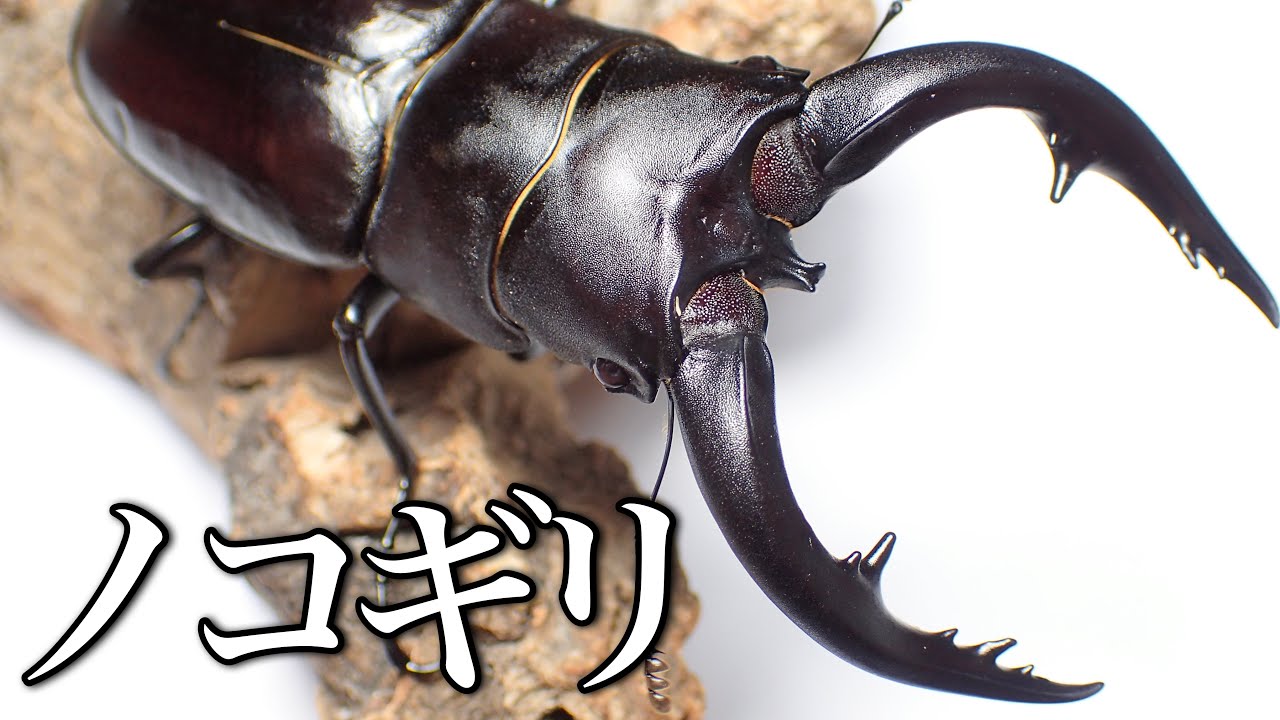 ノコギリクワガタの飼育方法 交尾と産卵セット作成〜産卵まで【クワガタ飼育】アマミノコギリクワガタ