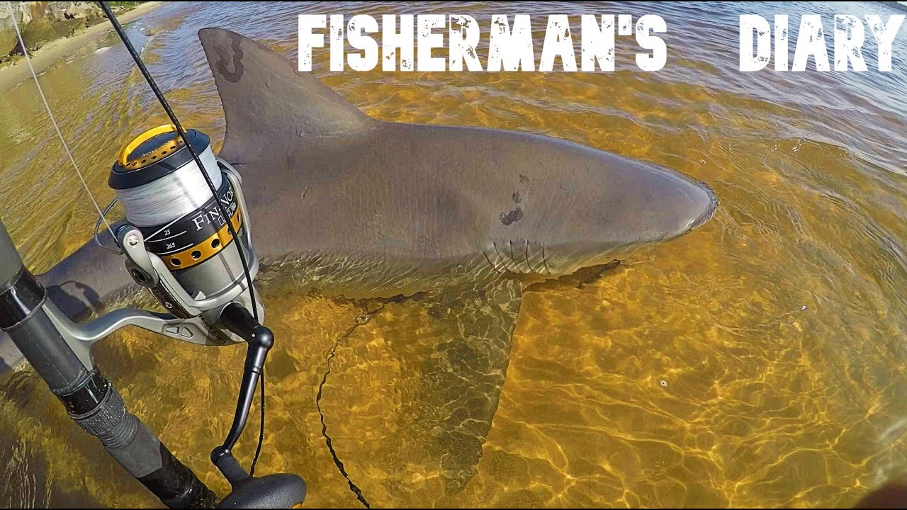 Clarence River Bull Shark Fishing On Spin Gear ~ Fisherman's Diary Ep 527