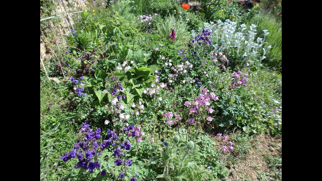 promenade musicale dans mon vieux jardin