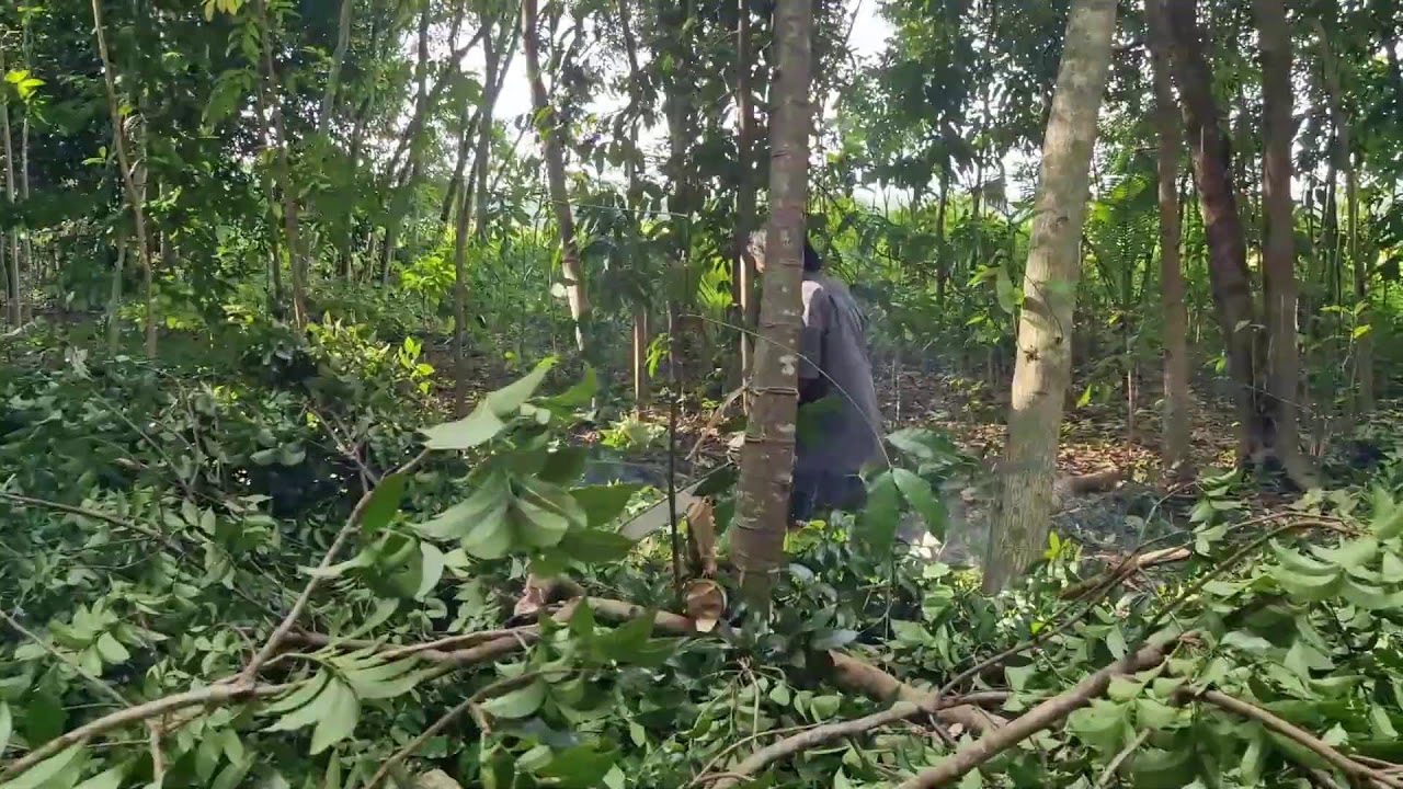 MODERN WORKER CUTS TREES EASILY USING ADVANCED SAWING MACHINES! -Agriculture Farming