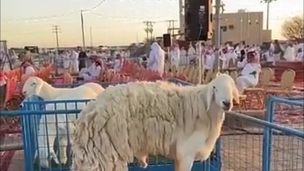 تغطية ملتقى عشيرة الثاني للنوادر الاغنام الحرية ١٤٤٥/١٢/٢٩هـ