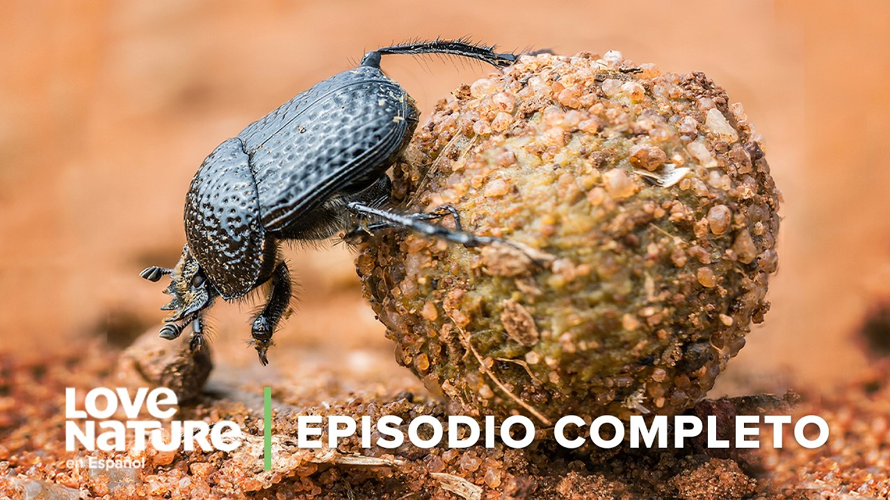 Escarabajos Dung: Reciclador de la Naturaleza + Conociendo a Las Suricatas