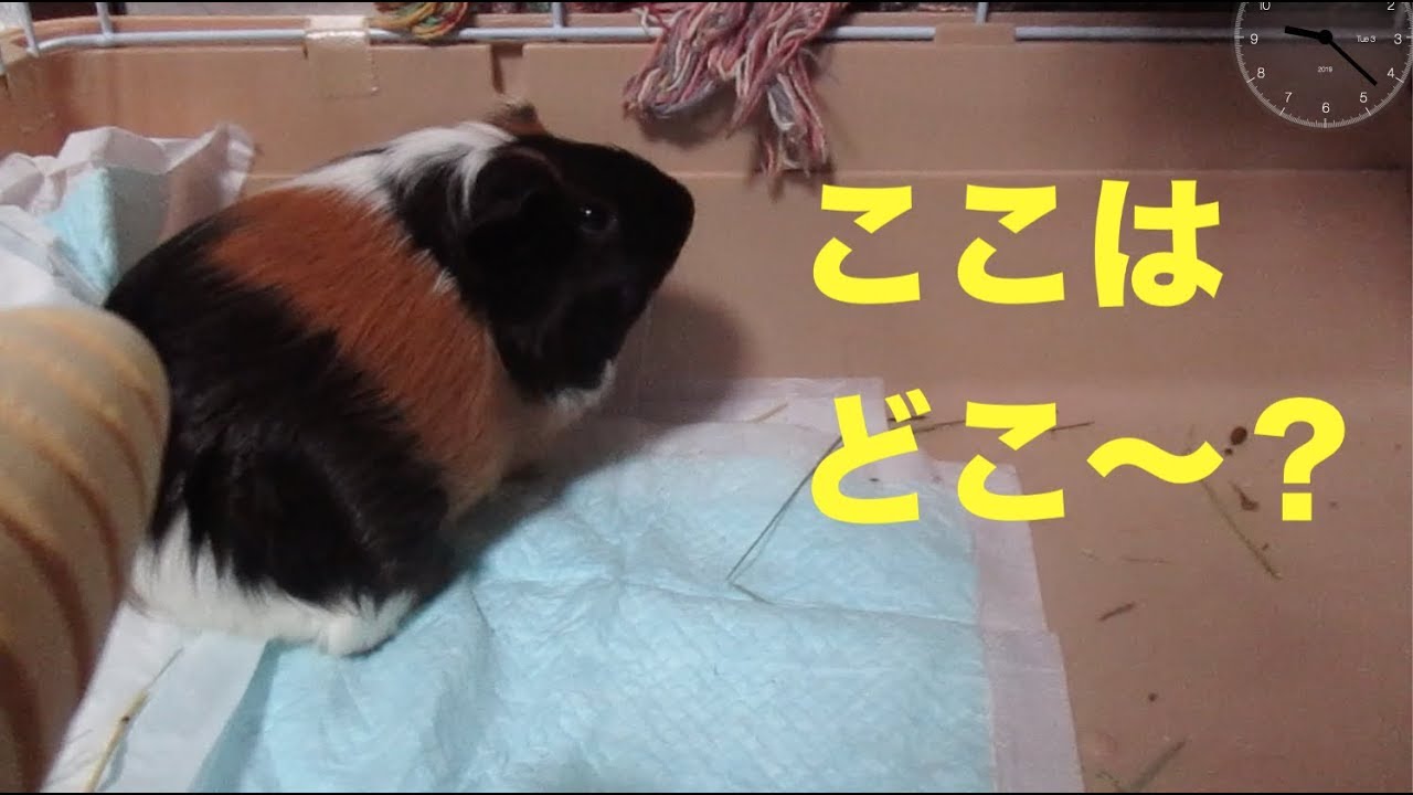 半放置のモルモットを保護してきました　　I protected the neglected guinea pig.【豚鼠】