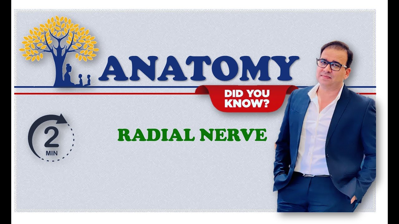 RADIAL NERVE_2 MINUTE REVISION SERIES