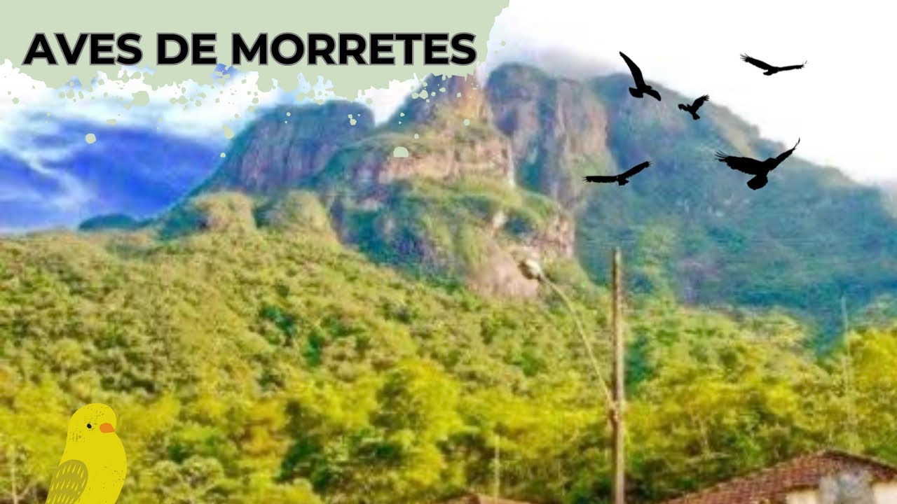 AVES DE MORRETES - PR