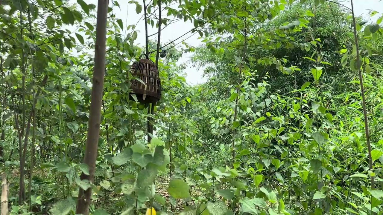 Anh Khuê / tiếng đa đa mồi gáy kèm kích bổi không tiếng ồn