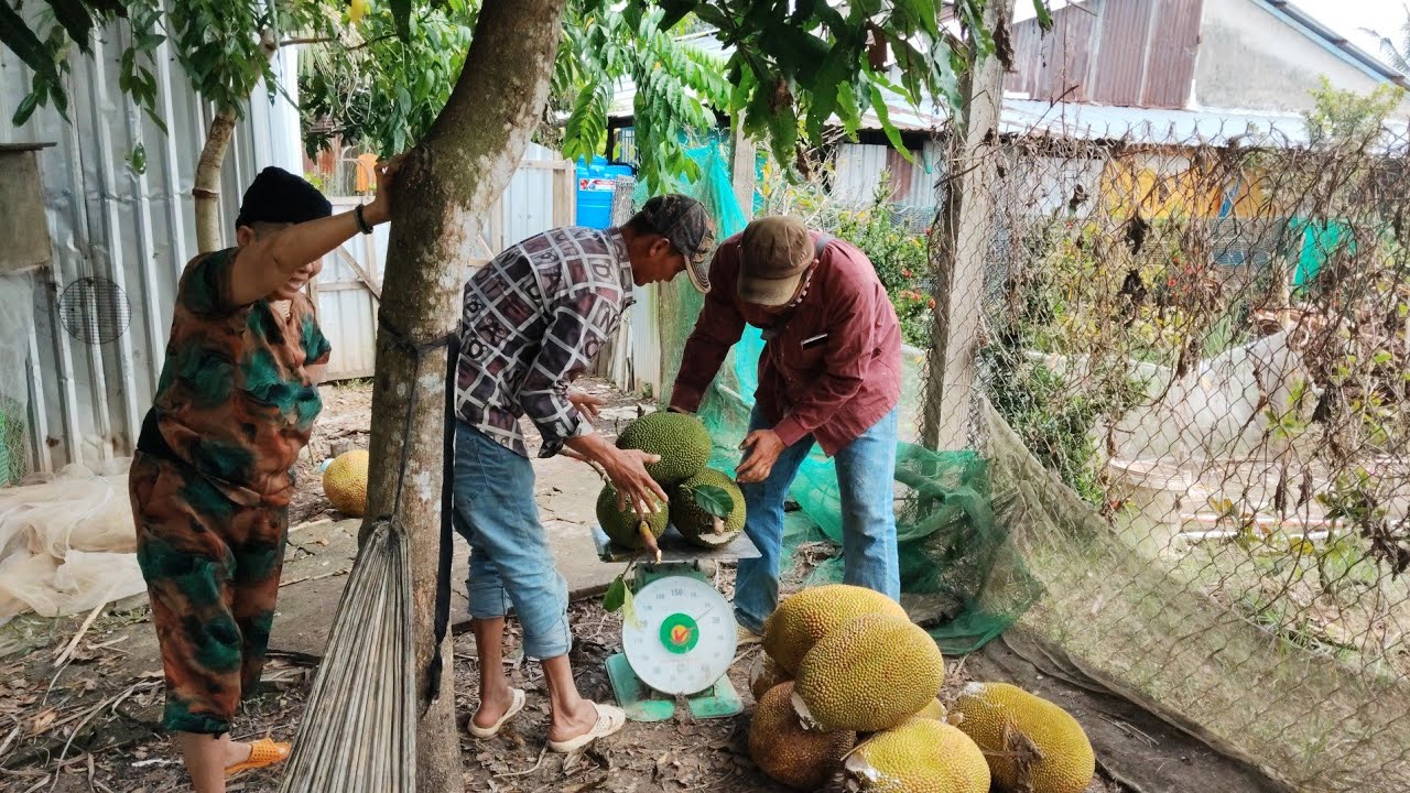 Nông dân hậu Giang thu hoạch mít ruột đỏ trúng mùa trúng giá(cắt tại vườn 58k)