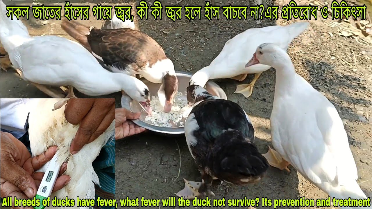 চিনা হাঁসের গায়ে জ্বর, জ্বর হয়ে হাঁস মারা যায়। Chinese duck has fever, Chinese duck dies due to feve