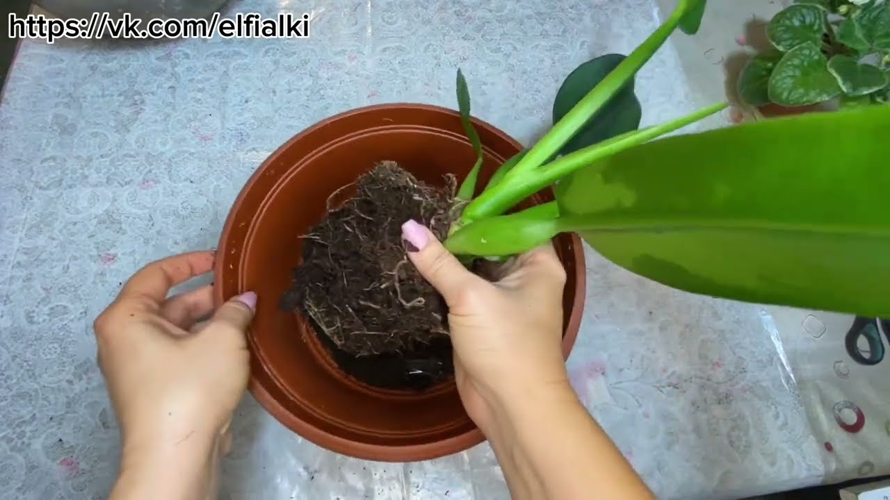 Цветочные радости и печали😁😭. Пересаживаю новый филодендрон Pacova