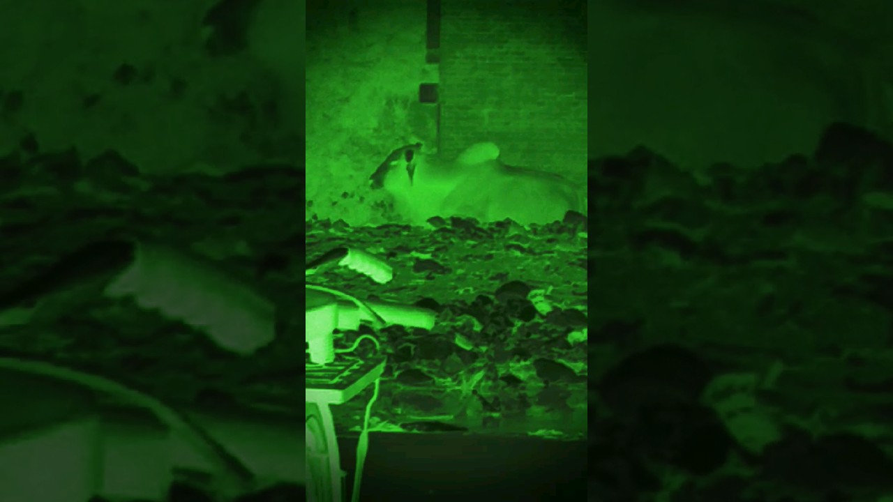 Dracula 👹😈😬           #shortfeed #new #viral#green#horror#dracula#bhootni