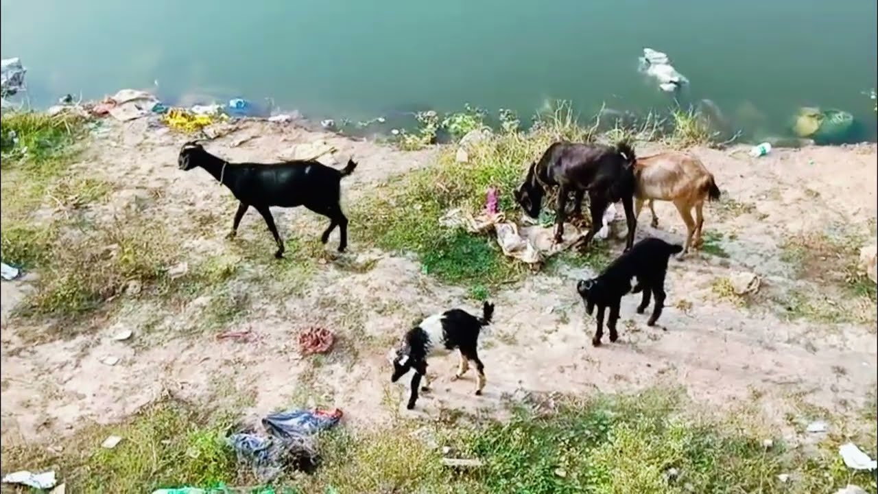 goat farm sound | goat farm animals | goat voice | goats sound effect #goatfarm #goatsound #shorts 
