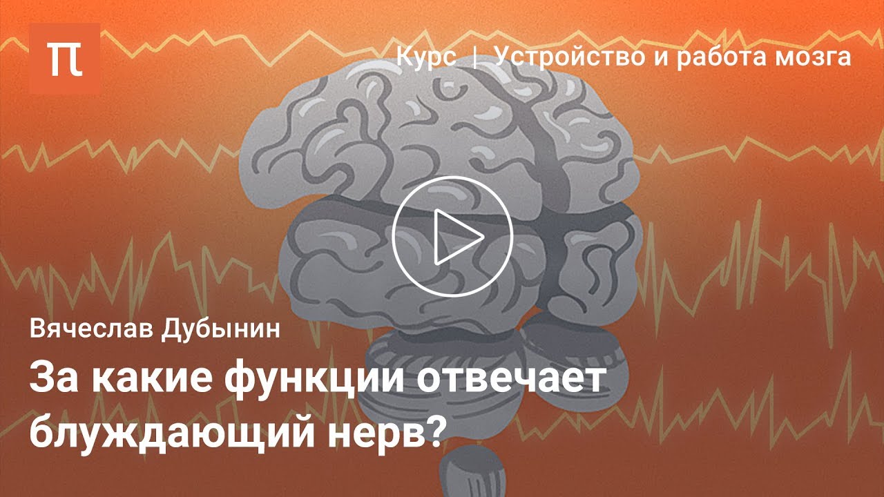 Вячеслав Дубынин — Продолговатый мозг и мост