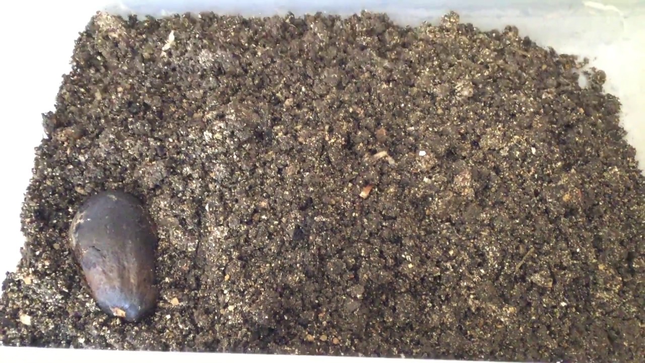 Removing Worms from Finished Vermicompost