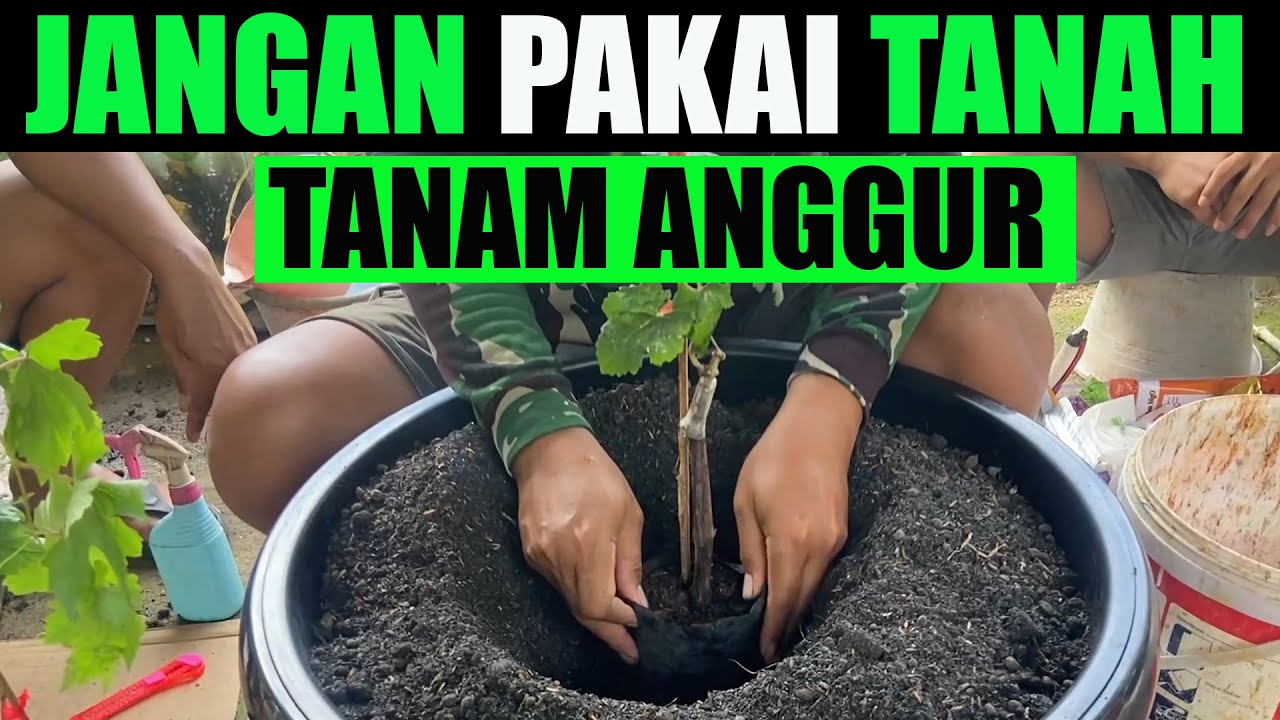 TANAM ANGGUR JANGAN DI POT PAKAI TANAH