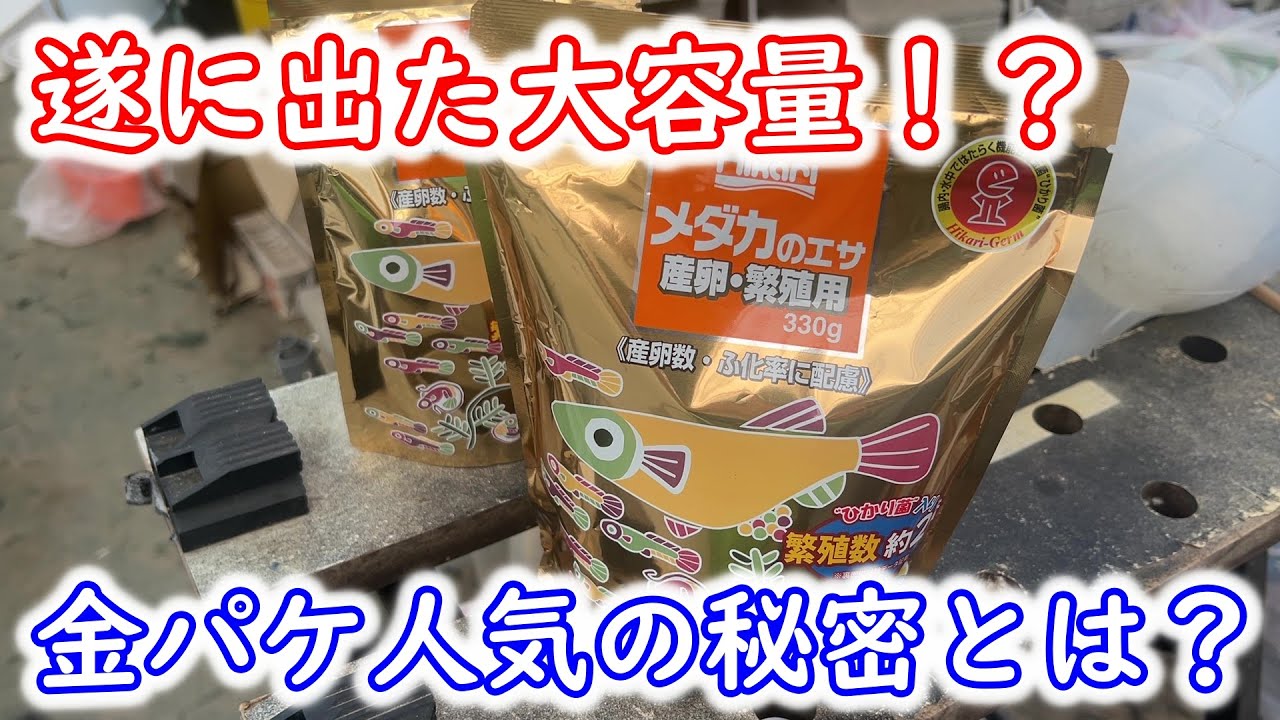【めだか】人気の金パケに大容量サイズが！？水草バックの横見ケースのレビュー。Ｂ型おやじ