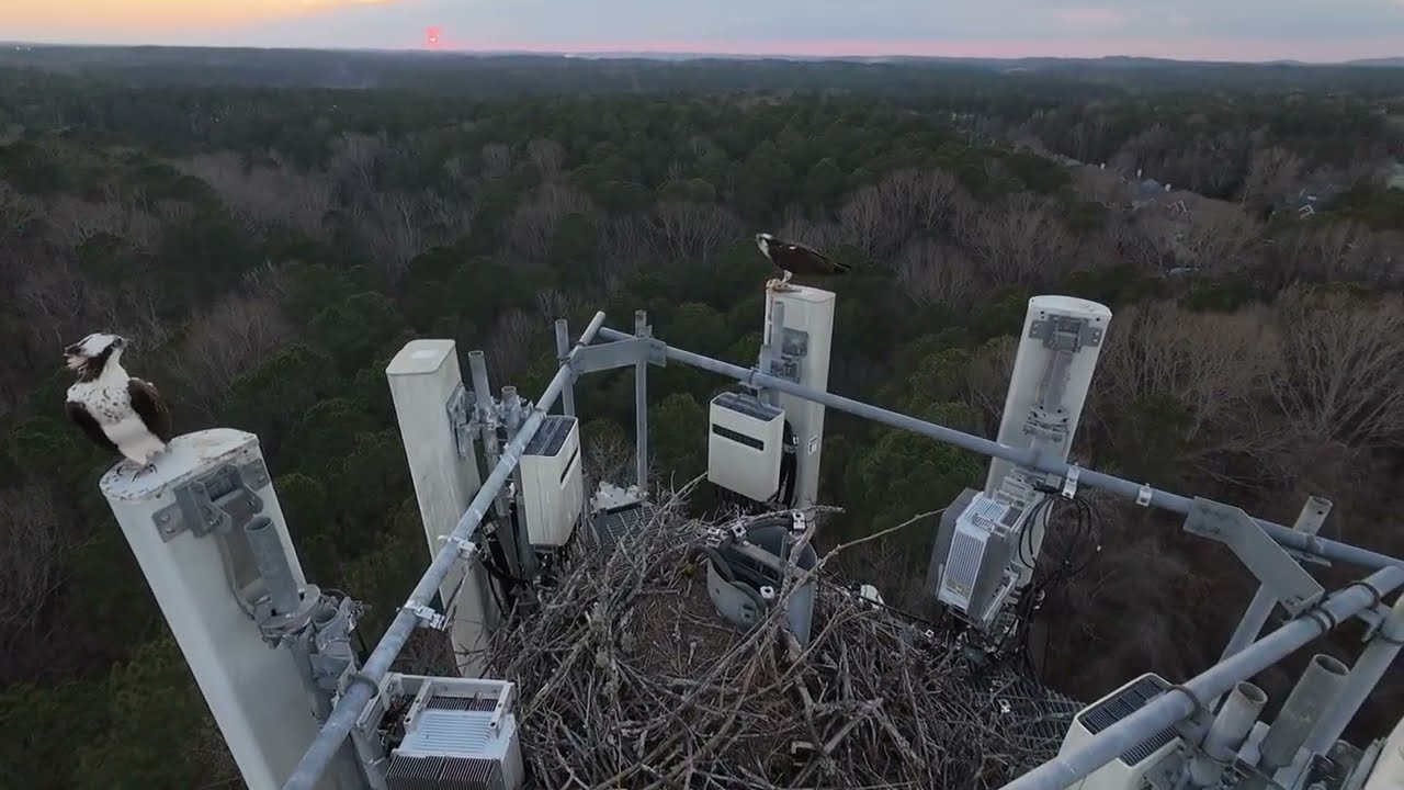 dinner time with the ospreys 2