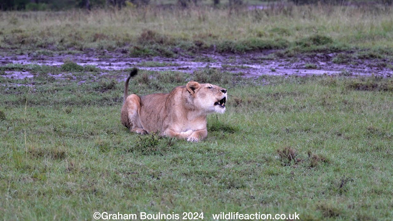 Roaring  lioness