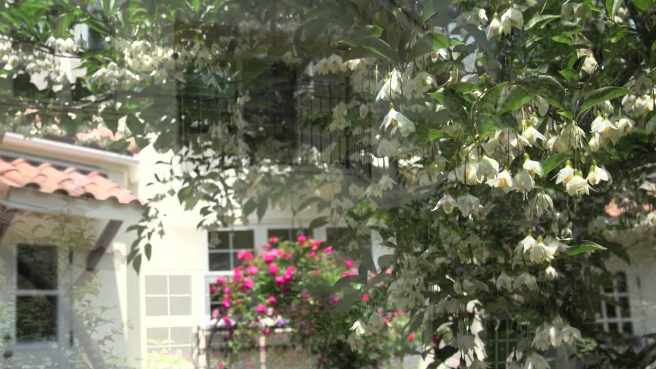 Annes garden  オープンガーデン2012 5,19.