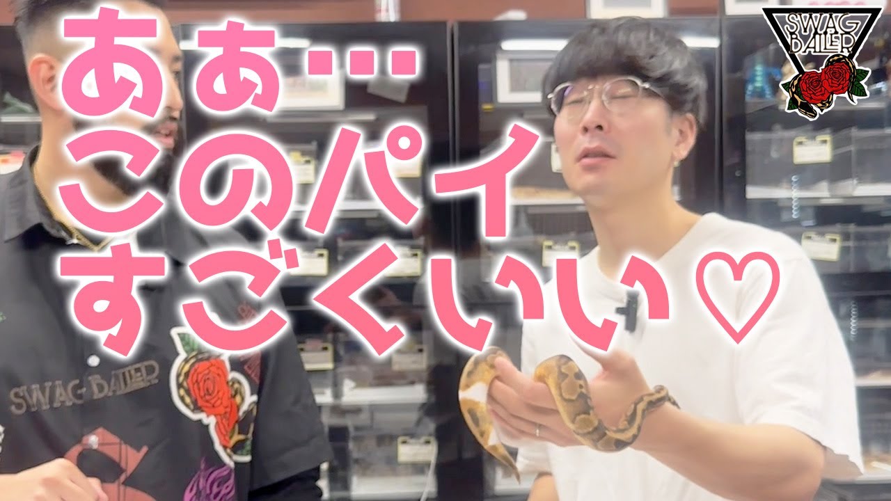 パイがお好きなビバリウム・・・。【ボールパイソン】