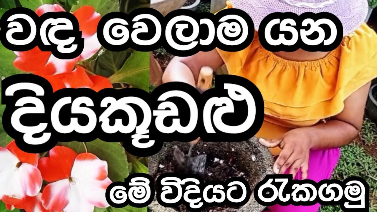 How to make kuudalu 🌷🌷 #kuudalu #kudalu #flowers #plants #easygrow #impatience #diyakuudalu #tips