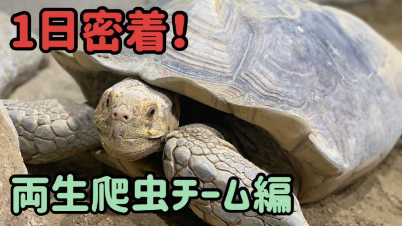 【1日密着④】飼育員のお仕事をまるごとお見せします！「両生爬虫チーム編」