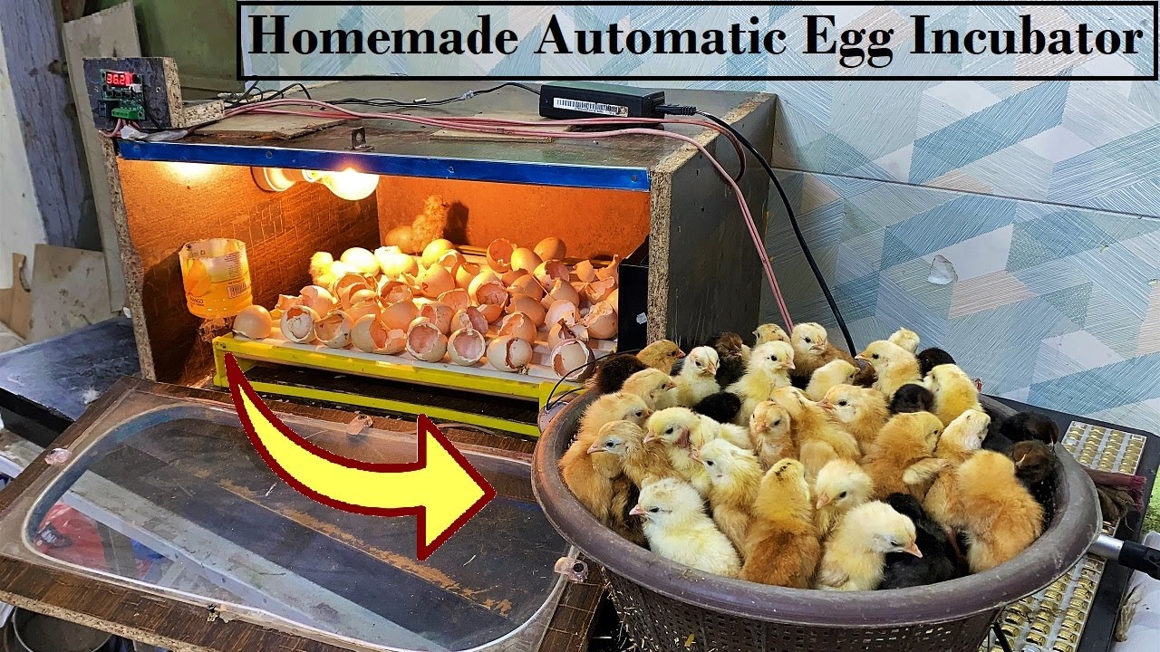 How to make Automatic Egg Incubator At Home
