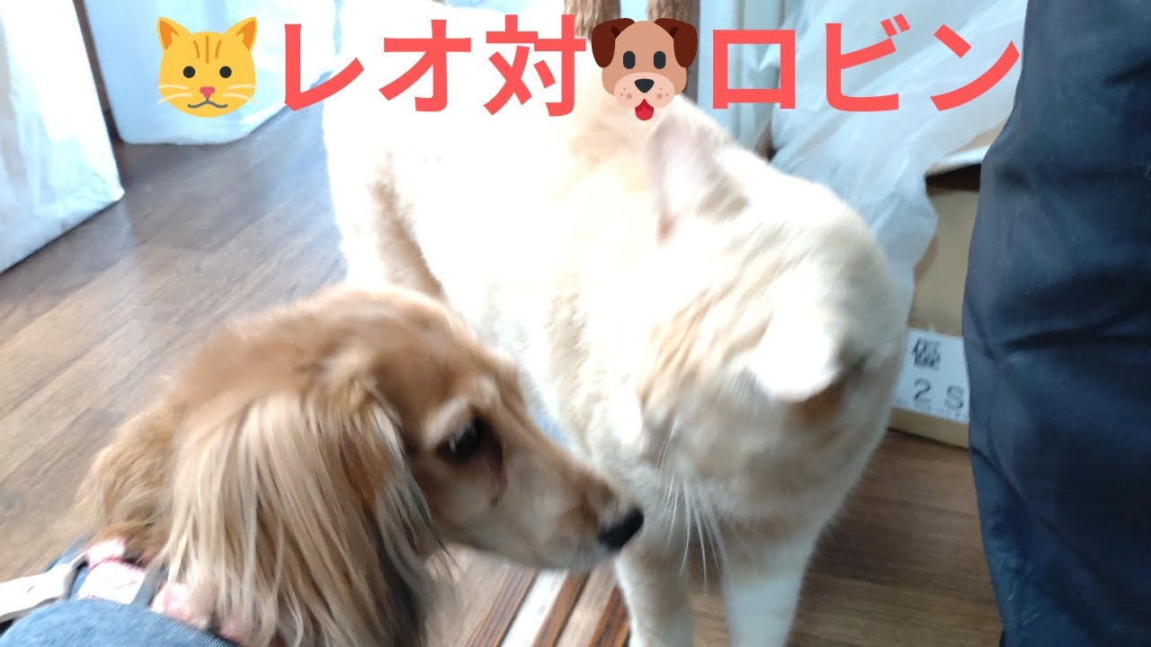 🐱レオ対🐶ロビン #37