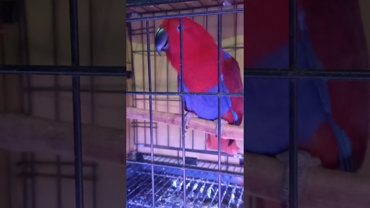 Nuri Bayan Merah - Burung yang bisa berbicara