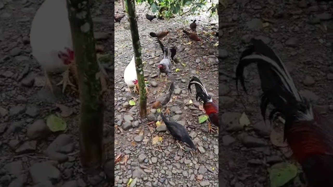 Gallo caribe bonao 