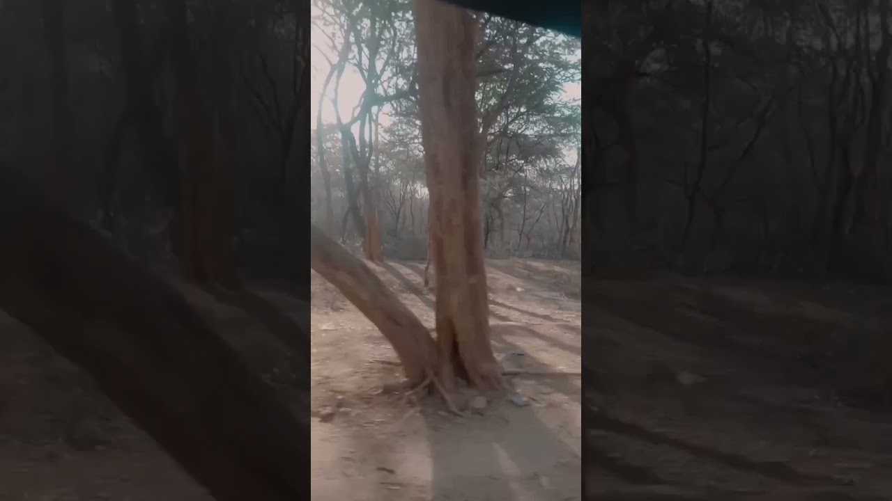 Shahpur jungle🤗🤗🤗🤗🤗