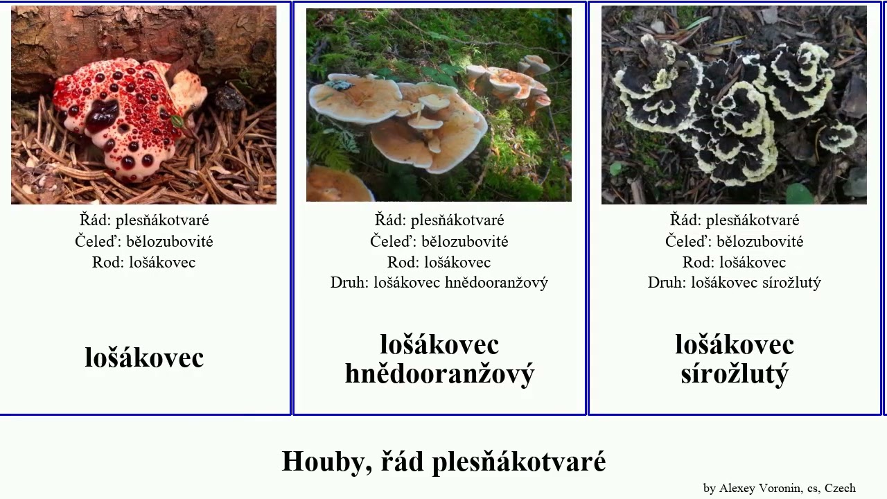 Houby, ř&aacute;d plesň&aacute;kotvar&eacute; pavučin&iacute;k lo&scaron;&aacute;k fungus lo&scaron;&aacute;kovec lo&scaron;&aacute;ček bělozub hladk&yacute; vatovka Fuse