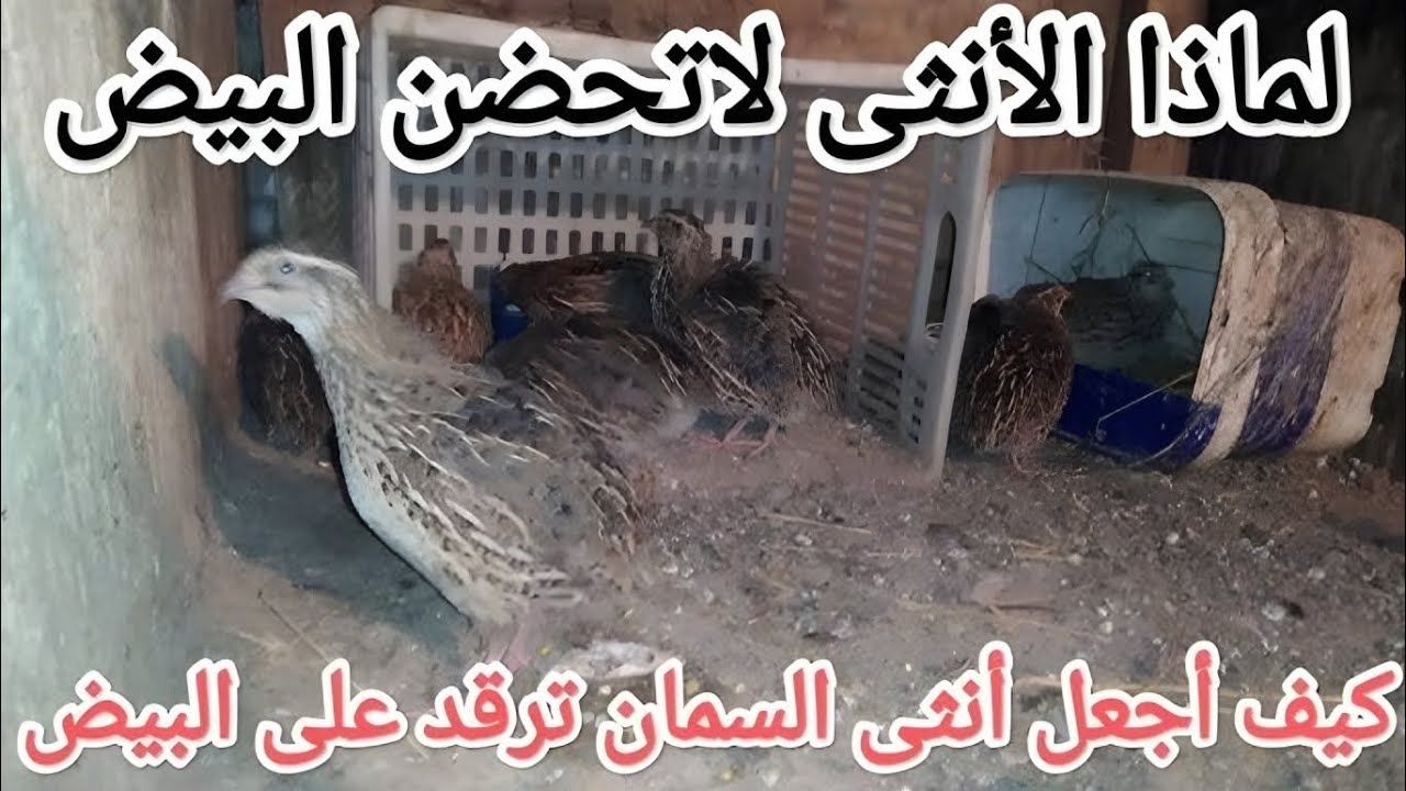 أنثى طائر السمان ترقد على البيض | مشهد نادر ومذهل لتفقيس السمان