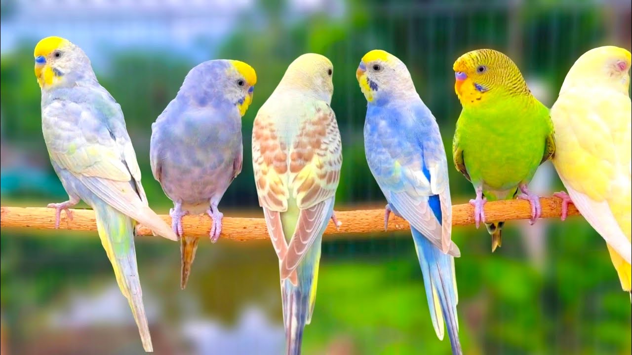 Budgie Sounds