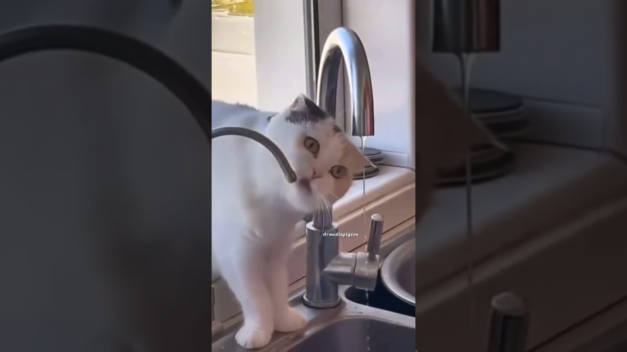 #pets #catfunny 😂 #cat #subscribe#catvideos  #catcomedy #catshorts #catholic #petscomedy