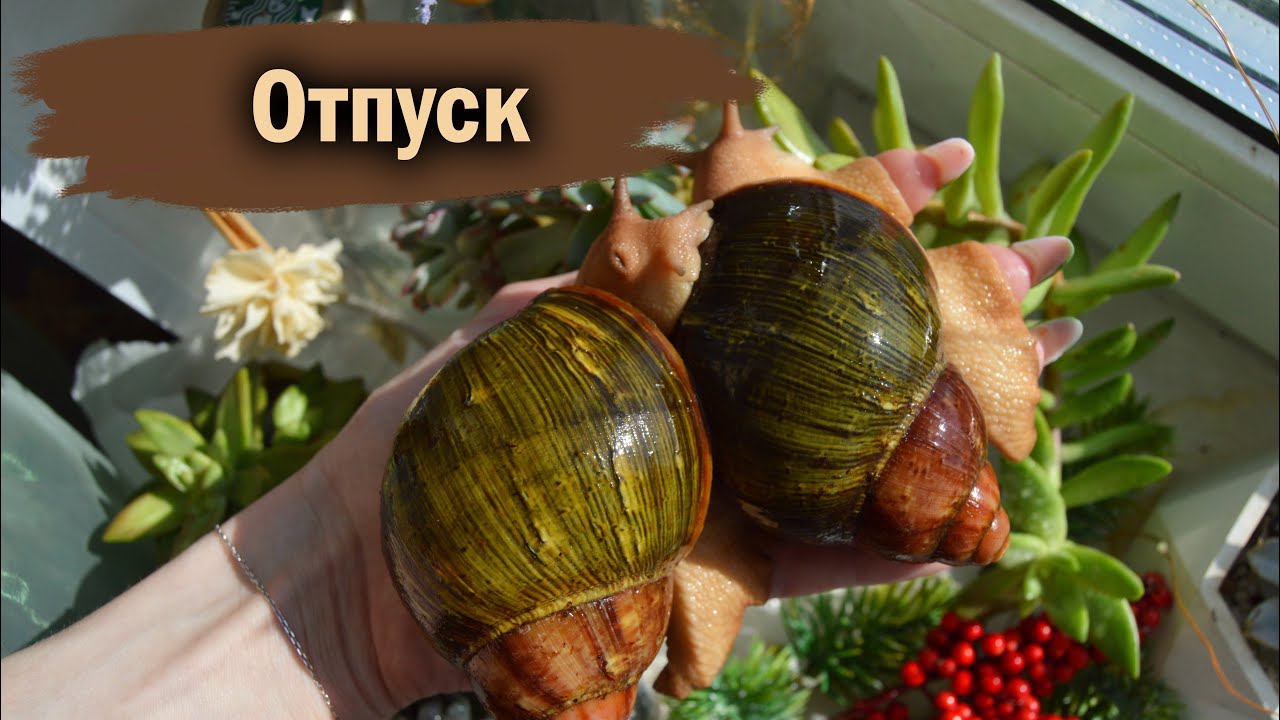 ОСТАВИЛА УЛИТОК НА 10 ДНЕЙ | УБОРКА ПОСЛЕ ОТПУСКА