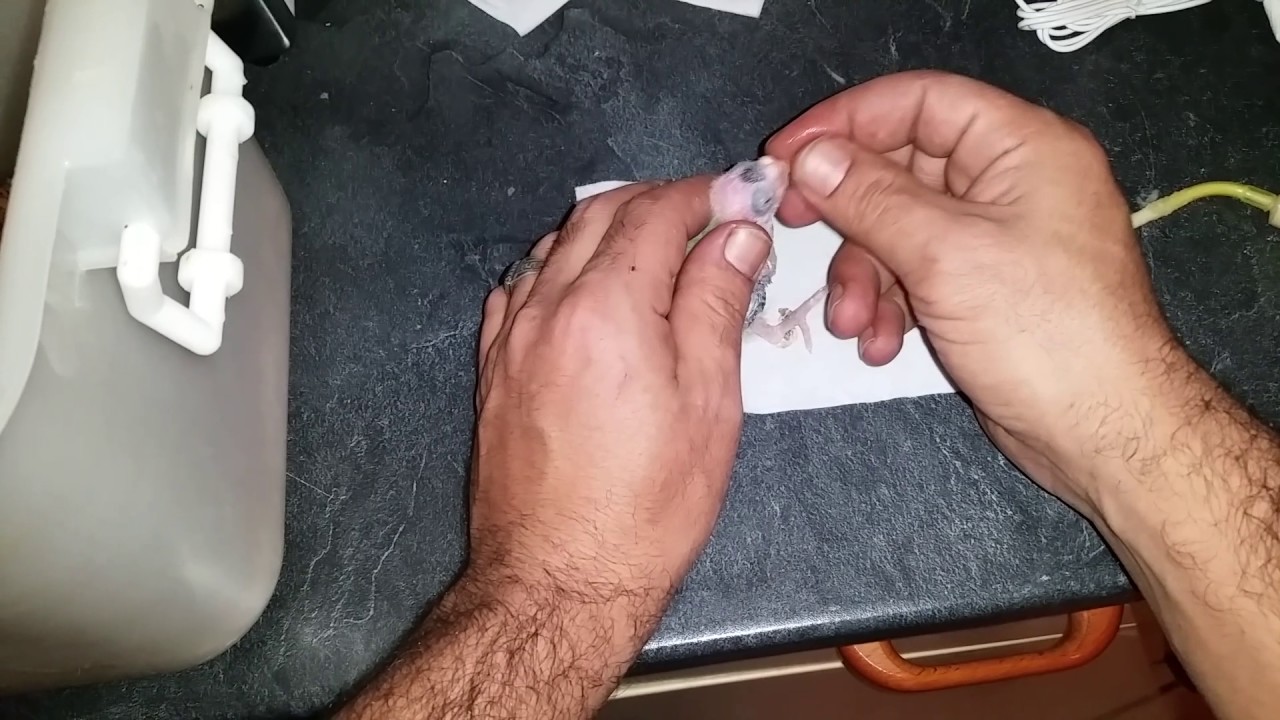 Donner  un  mangé  à un bébé calopsitte  de 10jours إطعام فرخ طائر الكروان له 10 أيام