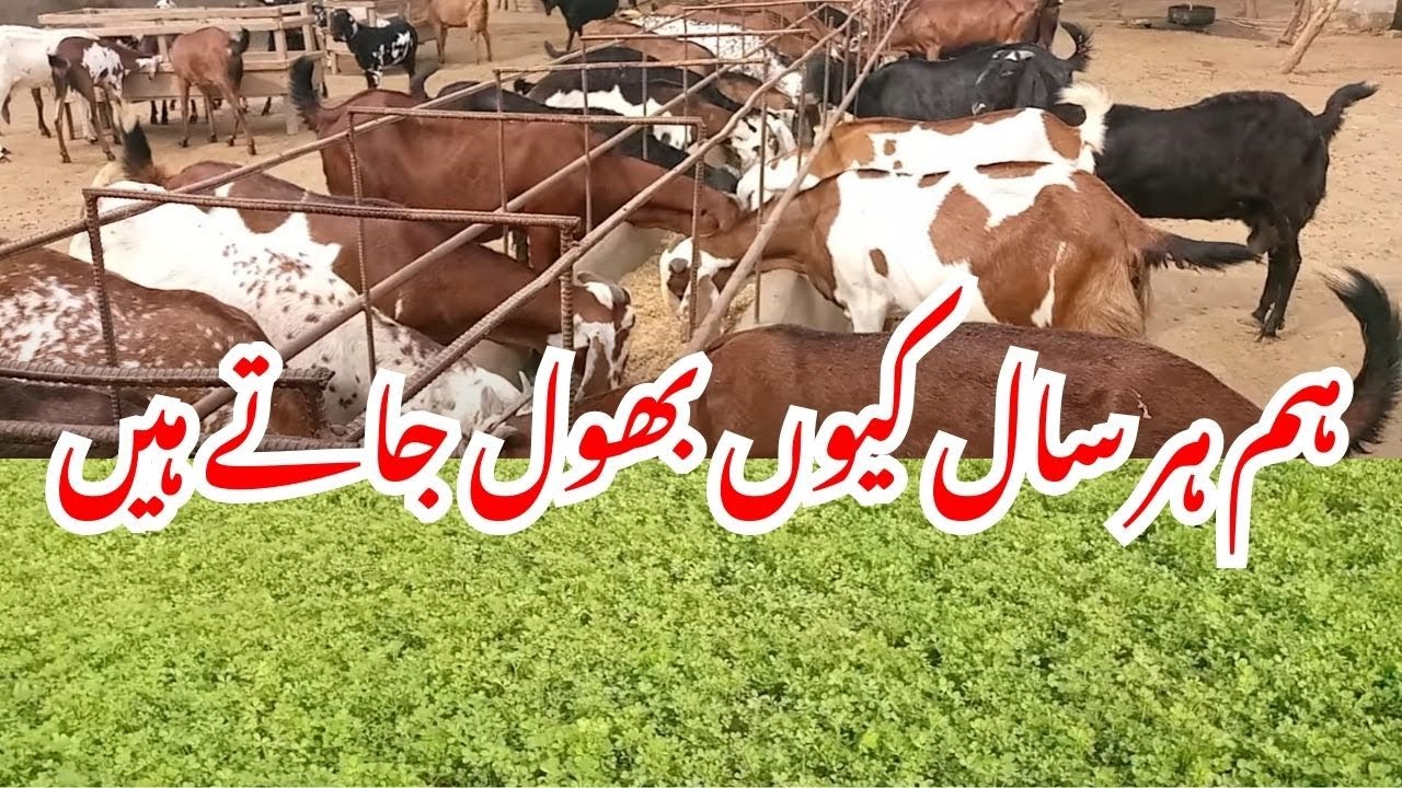 How To Treat Sick Goats Caused by Fungus in Lucerne Feed