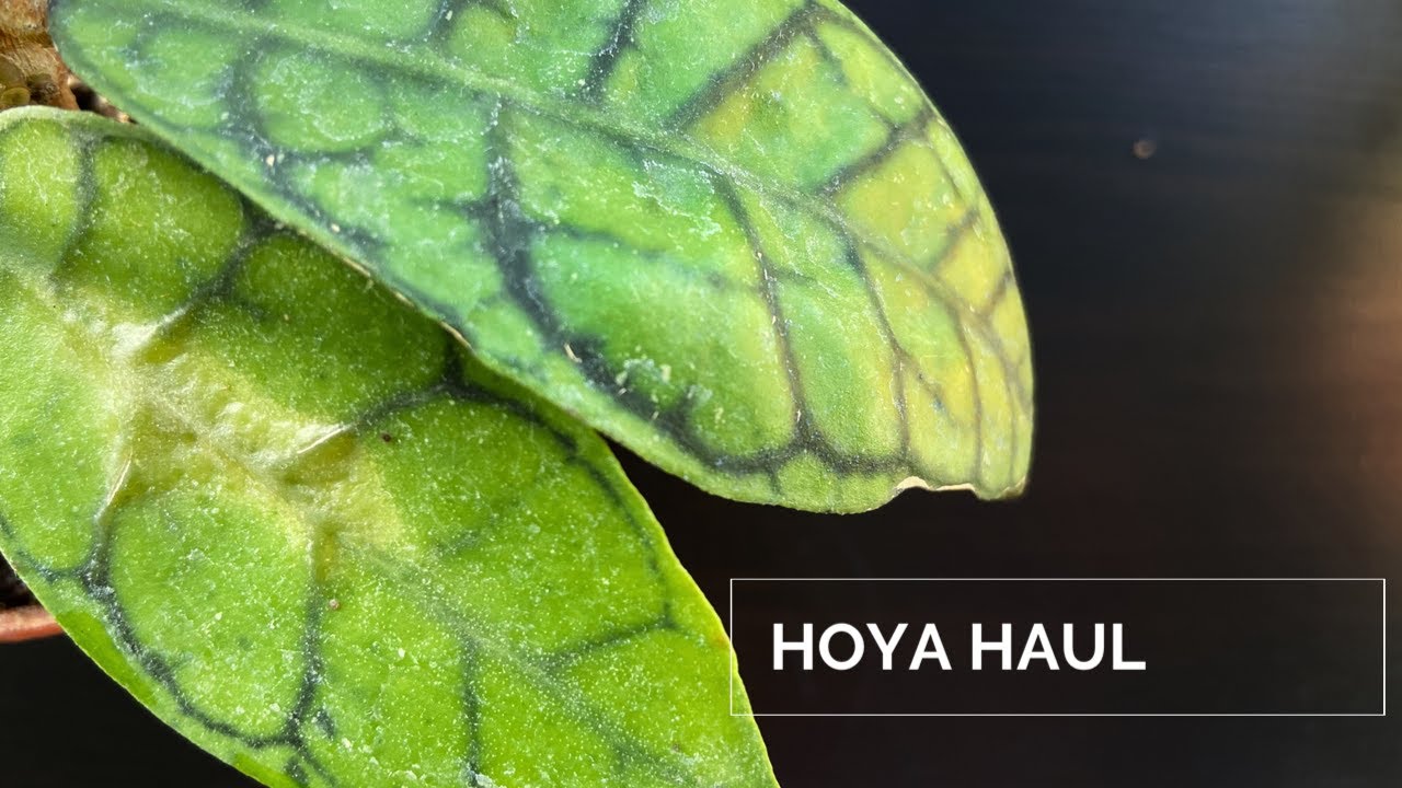 Hoya Haul | Unique Foliage | Hoya Heuschkeliana Variegata and more