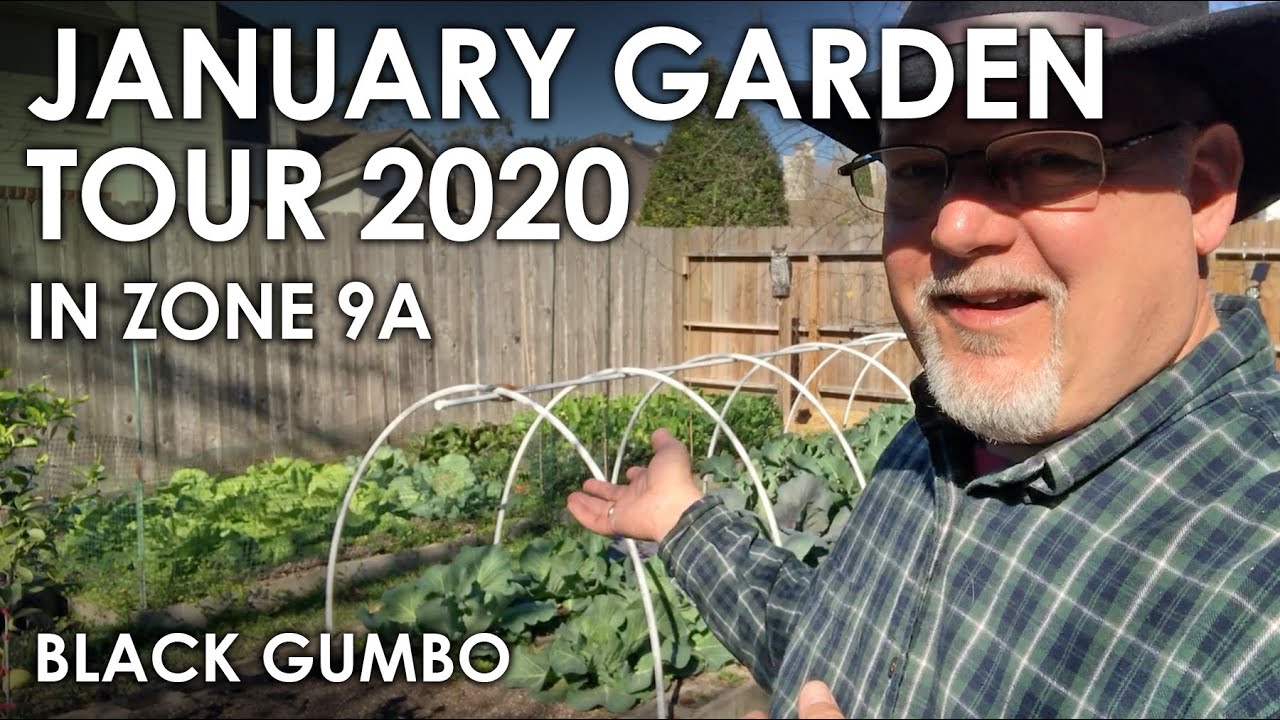 January Garden Tour in Zone 9A || Black Gumbo