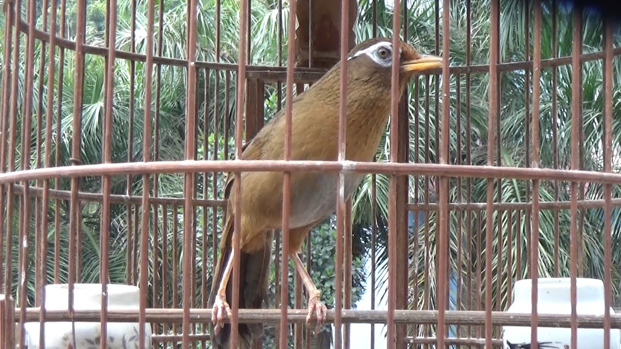 HM3009 Ngũ trường đầu xà, thuần đét hót như máy _ Đã bay