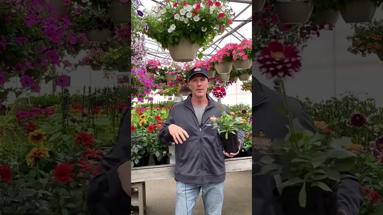 Jak przechować dalie przez zimę &ndash; Przechowywanie bulw dalii #dalie