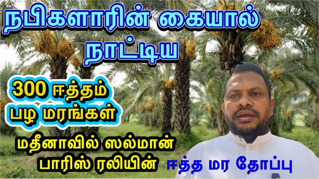 நபி ஸல் அவர்களின் கைகளால் நாட்டிய  300 ஈத்த மரங்கள்..மதீனாவில் 🌴 ஸல்மான் பாரிஸ் ரலி தோட்டம் | 