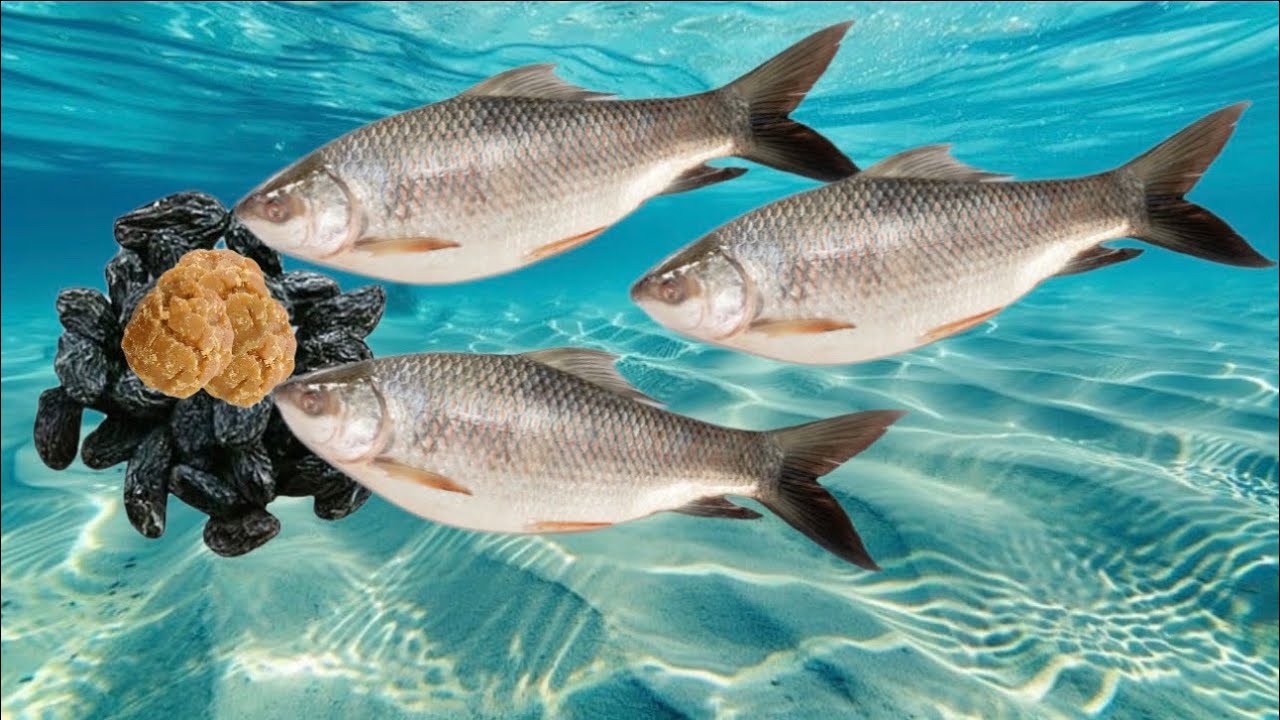 Mirgle & Narain Fish Bait (Rahu & Marakh Fish Bait )