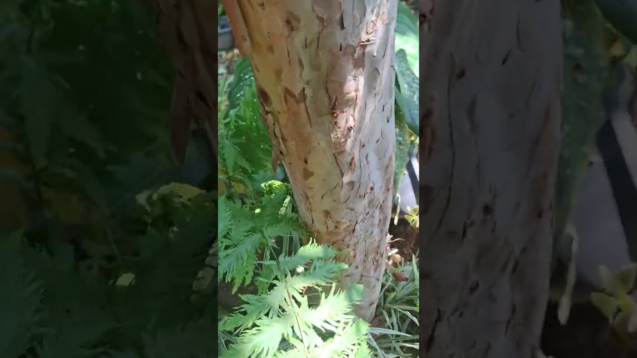 Samambaias do meu jardim 