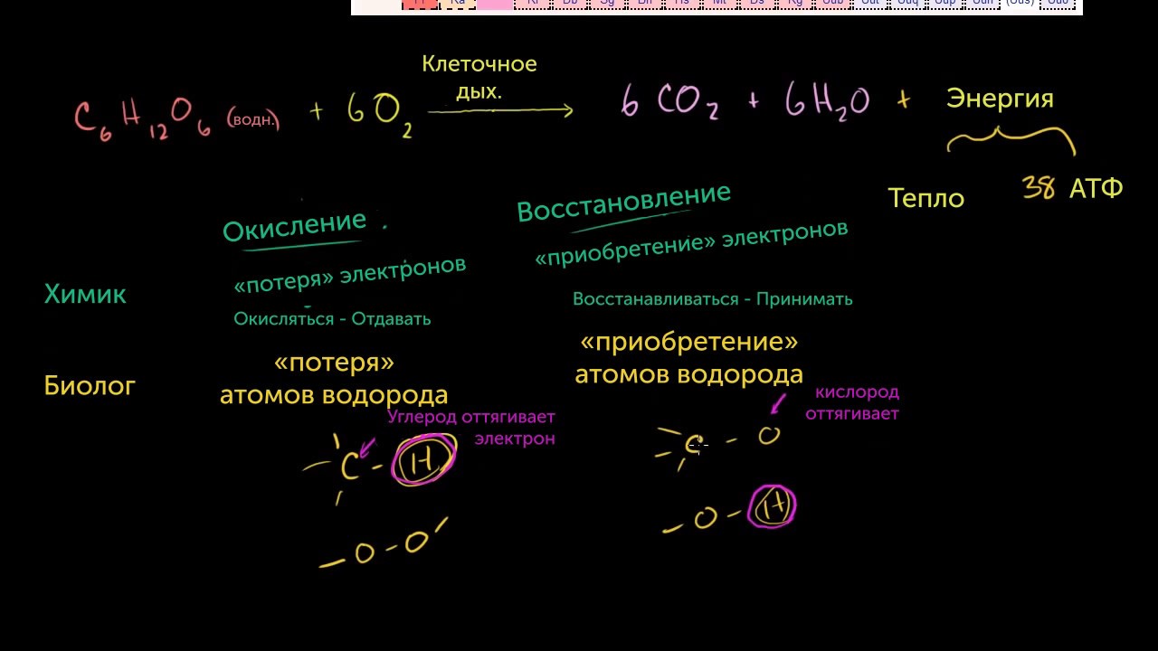 Окисление и восстановление в клеточном дыхании (видео 3) | Клеточное дыхание | Биология
