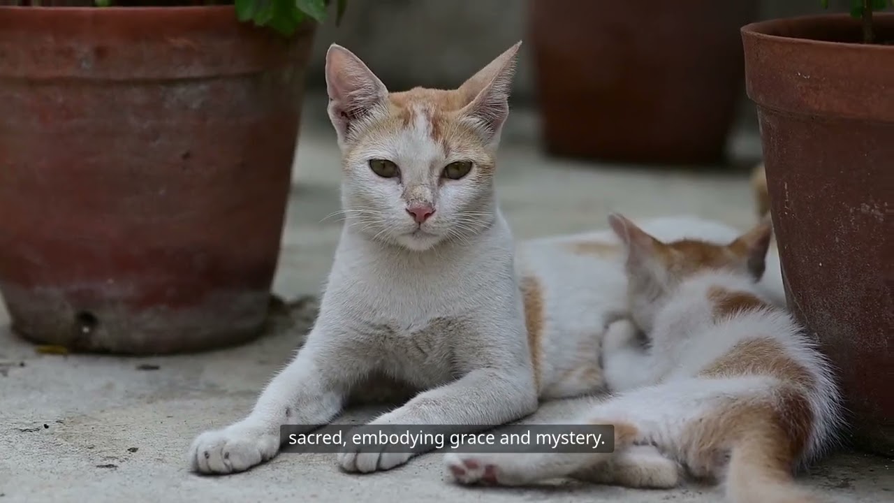 The Enigmatic Cat Exploring the Secrets and Beauty of Our Feline Friends