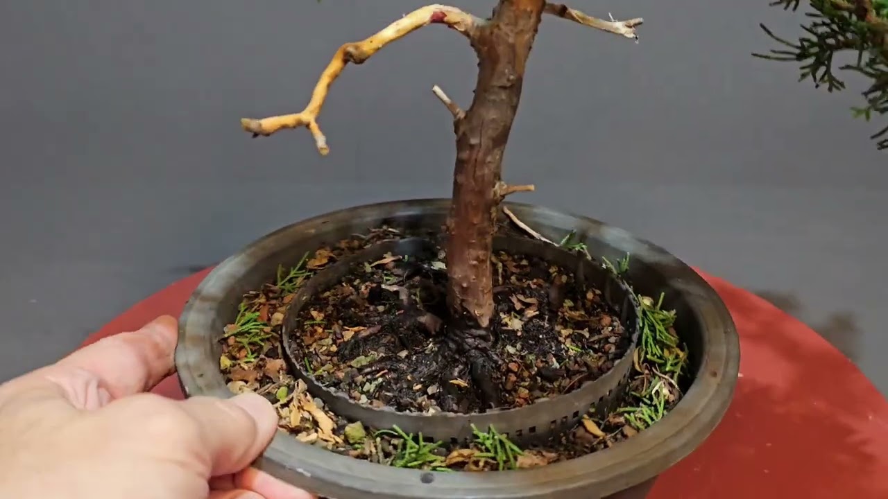 Wacholder Bonsai - Gestaltung  // Juniperus  //  only for beginners ! V25-042