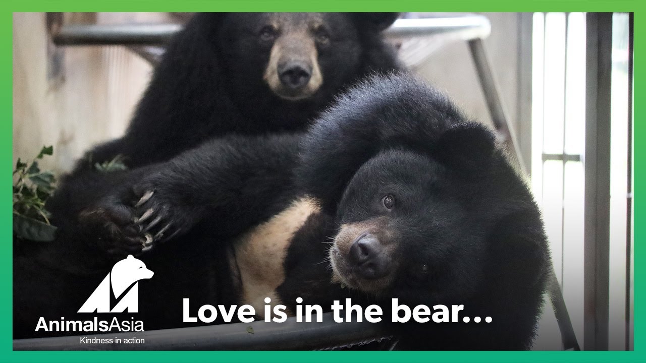 Love is in the bear...