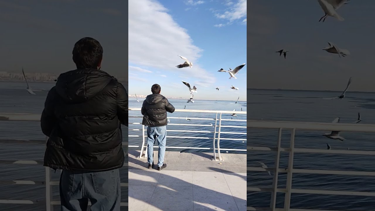 Sahil Sea Birds Baku Azerbaijan Caspian Sea #travel #baku #azerbaijani #exploreazerbaijan