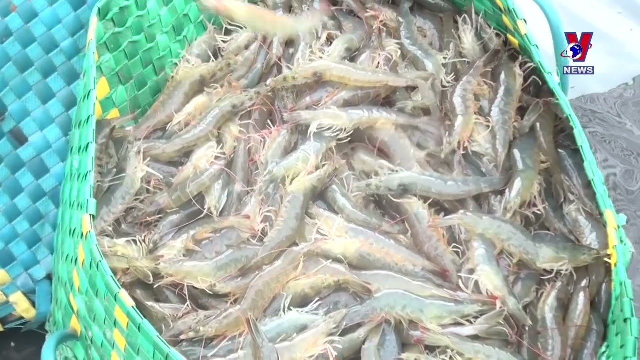 Shrimp exports predicted to grow 20% in April